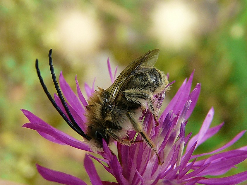 Eucera sp.  (Apidae).